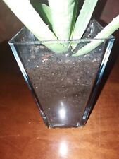 Clear Glass Pot Aloe Vera Plant for sale  Shipping to South Africa