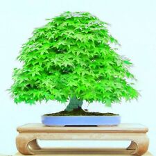 Acero Giapponese VERDE ALBERO BONSAI semi, acero albero bonsai, UK Stock usato  Spedire a Italy