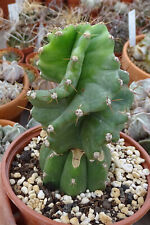 Cereus spiralis cactus d'occasion  Servian
