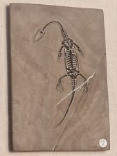 Reptile fossile keichousaurus d'occasion  Sessenheim