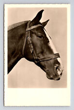 Rppc portrait horse d'occasion  Expédié en Belgium