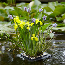 Floating pond plant for sale  PETERBOROUGH