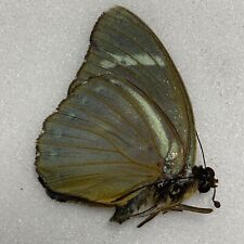 Butterfly euphaedra species for sale  READING