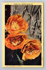 AZ-Arizona, Prickly Pear, Opuntia Engelmanni, Antique, Vintage Souvenir Postcard for sale  Shipping to South Africa