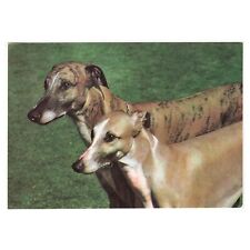 Hunde postkarte greyhound gebraucht kaufen  Backnang