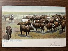 Group herefords postcard for sale  Seaford