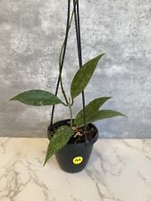Hoya latifolia rangsan for sale  Charlotte