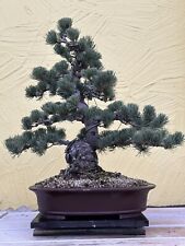 Joe bonsai jap gebraucht kaufen  Spiesen-Elversberg