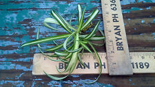 Spider plant cuts for sale  Defiance