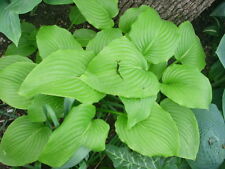 Used, 20 AUGUST MOON HOSTA SEEDS  -  yellow-green to gold  for sale  Shipping to South Africa