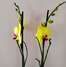 Twin stem phalaenopsis for sale  SUDBURY