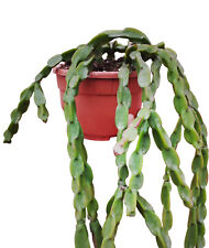 Rhipsalis paradoxa cactus usato  Priolo Gargallo