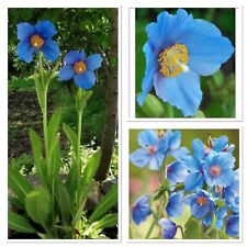 Himalayan blue poppy for sale  GLOUCESTER