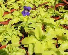 Pinguicula grandiflora seeds for sale  GODALMING