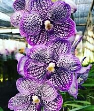 Orchid orchid vanda for sale  Shipping to Ireland
