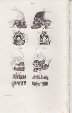 1853 tavola anatomica usato  Napoli