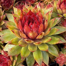 Sempervivum Pineapple Paradise | Outdoor Garden Ready Evergreen Succulent Plant for sale  UK