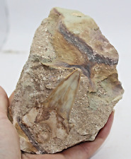 Otodus obliquus fossil d'occasion  Expédié en Belgium
