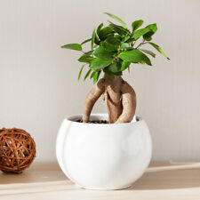 Ficus microcarpa ginseng for sale  PETERBOROUGH