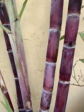 Purple striped sugarcane for sale  Long Beach