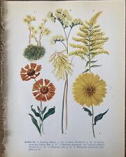vintage botanical prints for sale  Shipping to Ireland