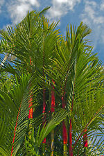 Samen traumhafte palme gebraucht kaufen  Eisingen