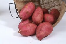 Sweet potato slips for sale  Bossier City