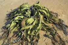 Welwitschia mirabilis tree for sale  Shipping to United Kingdom