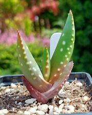 Aloe microstigma rare for sale  DARLINGTON