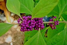 Live plants purple for sale  Deville