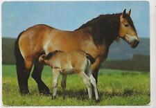 Horse postcard planet usato  Spedire a Italy