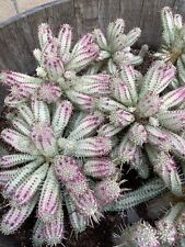 Variegated euphorbia south for sale  Lompoc
