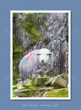 Tilberthwaite quarry herdwick for sale  MARYPORT