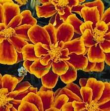 Flower marigold dwarf for sale  SALISBURY