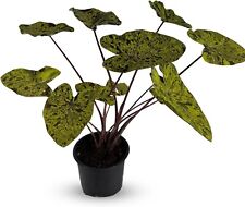 Colocasia Mojito by LEAL PLANTS ECUADOR | Elephant Ear Plant | Natural Décor for sale  Shipping to South Africa