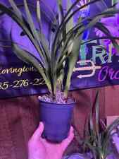 Cymbidium wendys emerald for sale  Covington