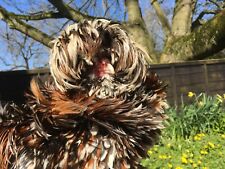 Tolbunt Poland with chance of Frizzle hatching eggs x 3 for sale  YORK