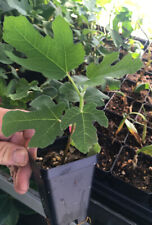 Black mission fig for sale  San Diego