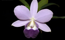 Rare cattleya mini for sale  HALSTEAD