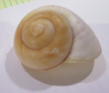 Muffin snail large for sale  Palestine