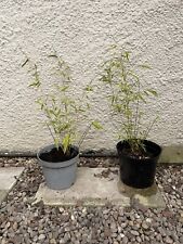 Small bamboo plants for sale  BIRMINGHAM