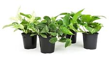 Live pothos plants for sale  Sallisaw