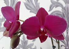 Phalaenopses orchid plant for sale  ABERDEEN