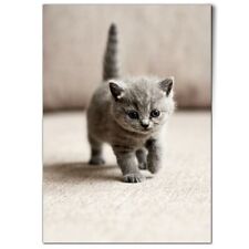 British shorthair blue for sale  SELBY