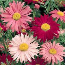 Painted daisy seeds for sale  Berwyn