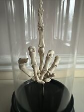 Taxidermist human skeleton for sale  BASILDON