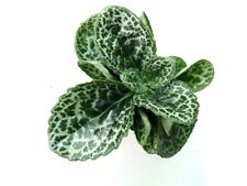 streptocarpus for sale  Shipping to South Africa
