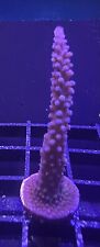 Live coral acro for sale  Tampa