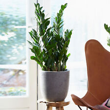 Zamioculcas large indoor for sale  UK