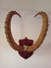 Ibex mounted horns for sale  SALFORD